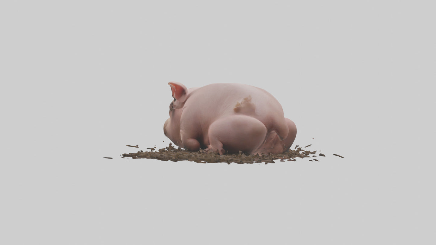 Domesticated Pig sleeping model 3D model