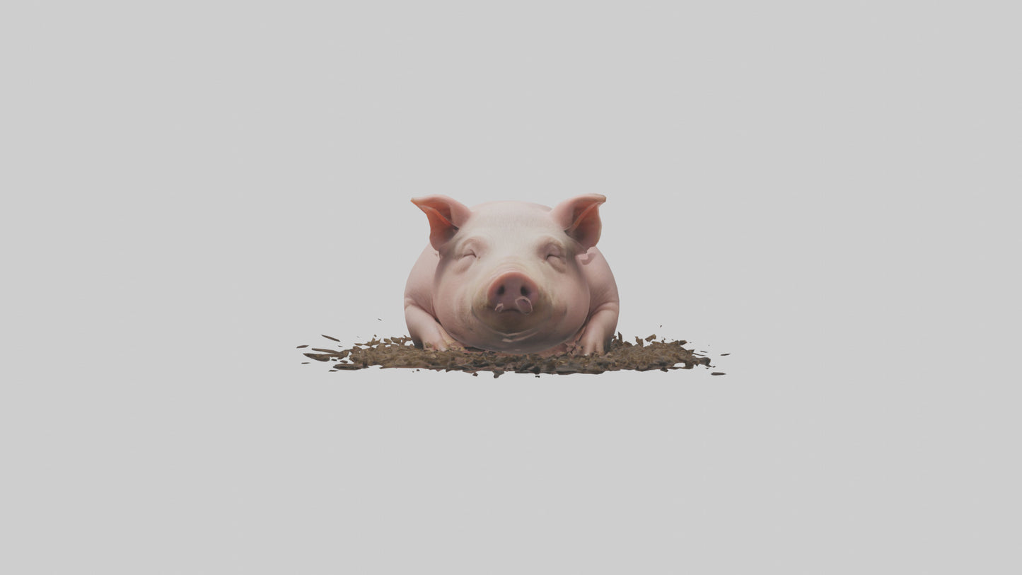 Domesticated Pig sleeping model 3D model