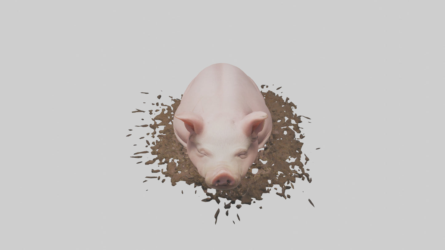 Domesticated Pig sleeping model 3D model