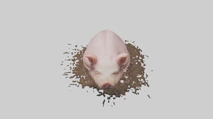 Domesticated Pig sleeping model 3D model