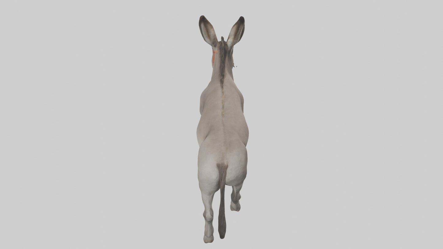 Donkey braying model 3D model
