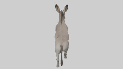 Donkey braying model 3D model