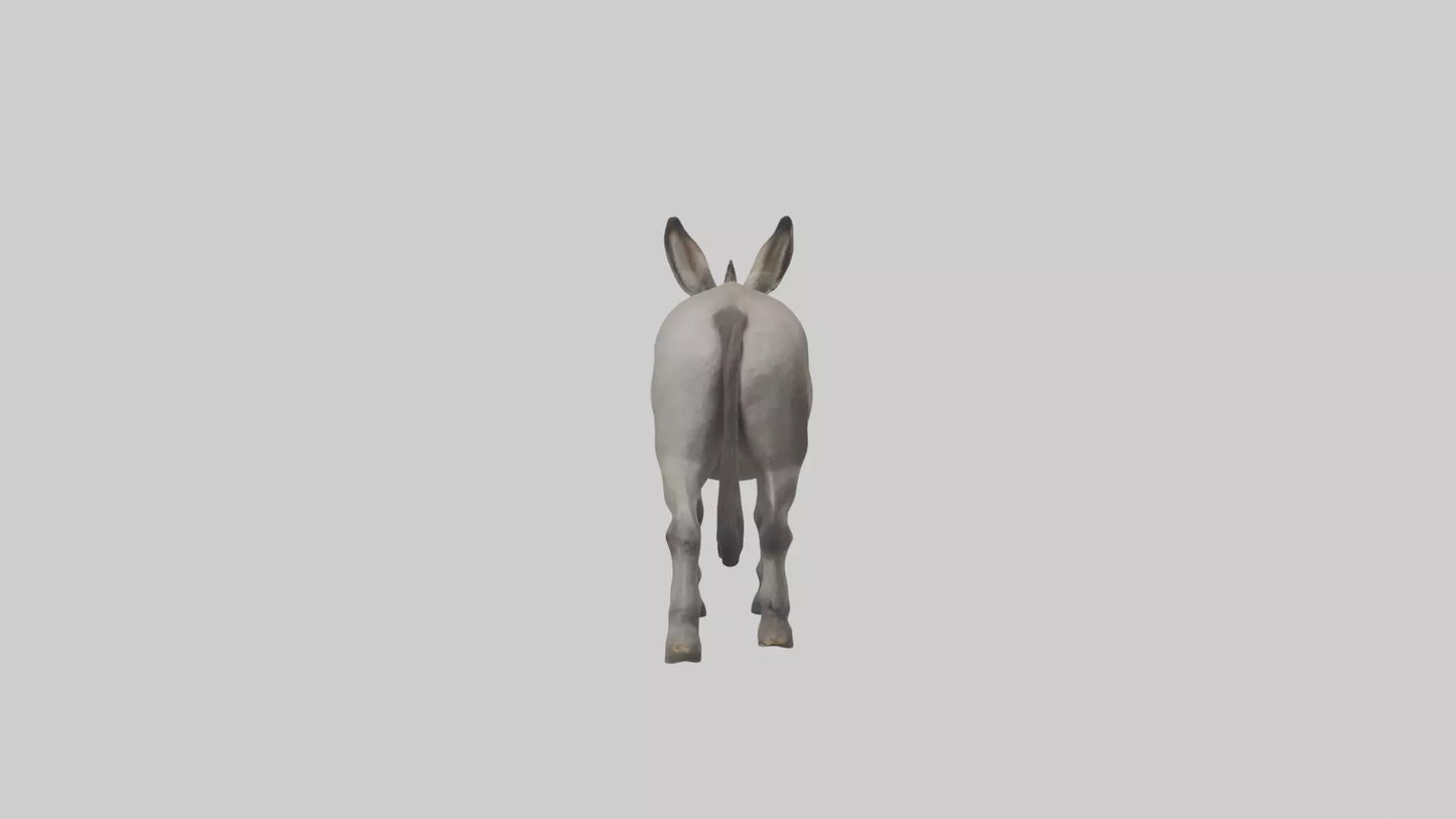 Donkey braying model 3D model