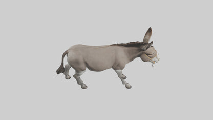 Donkey braying model 3D model