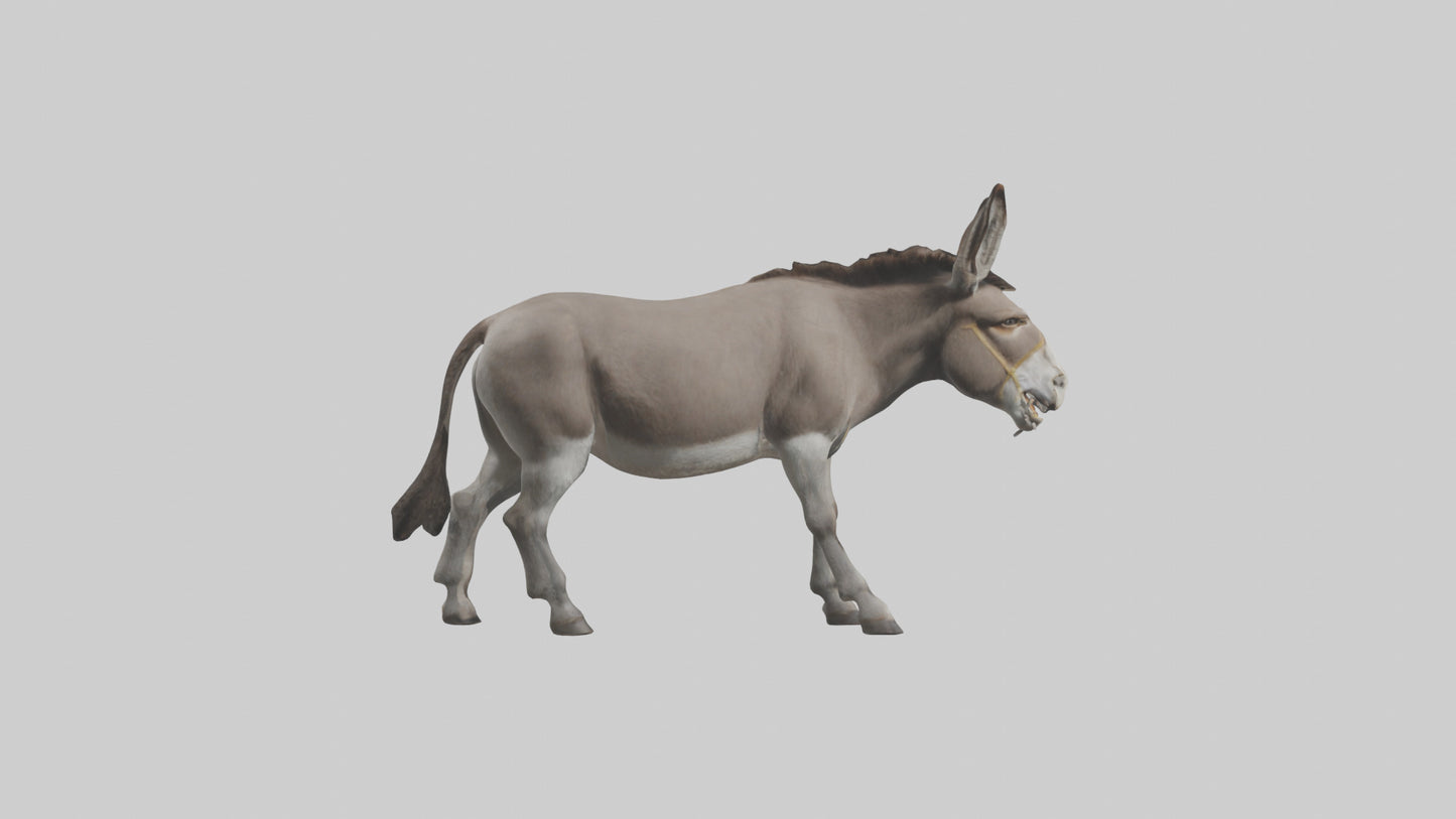 Donkey braying model 3D model