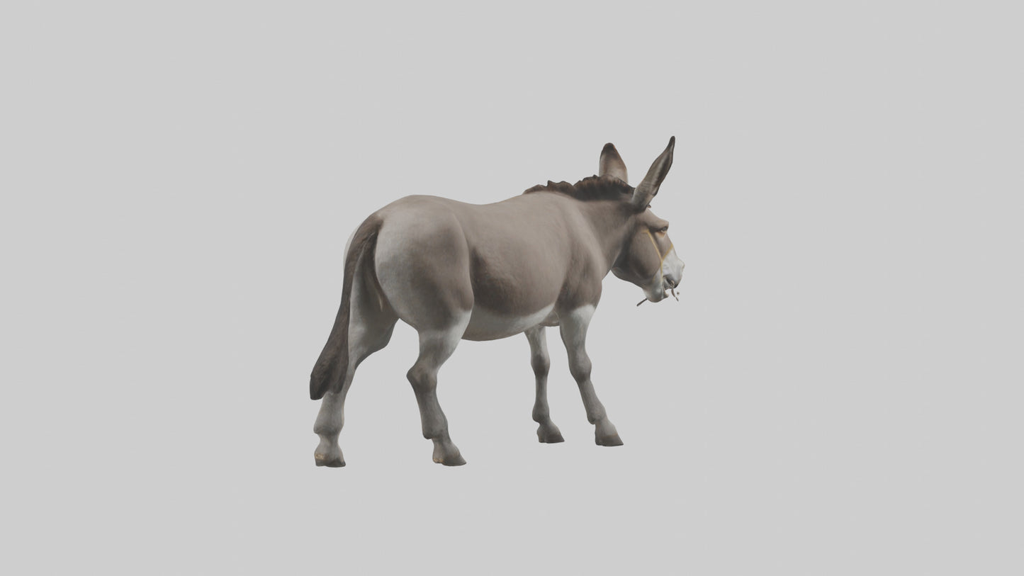 Donkey braying model 3D model