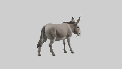 Donkey braying model 3D model