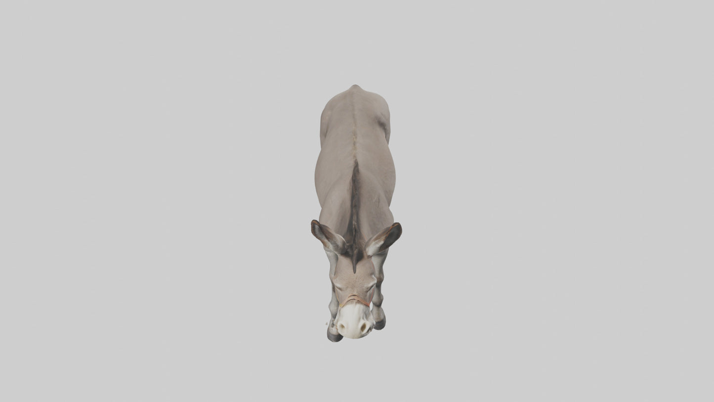 Donkey braying model 3D model