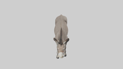 Donkey braying model 3D model