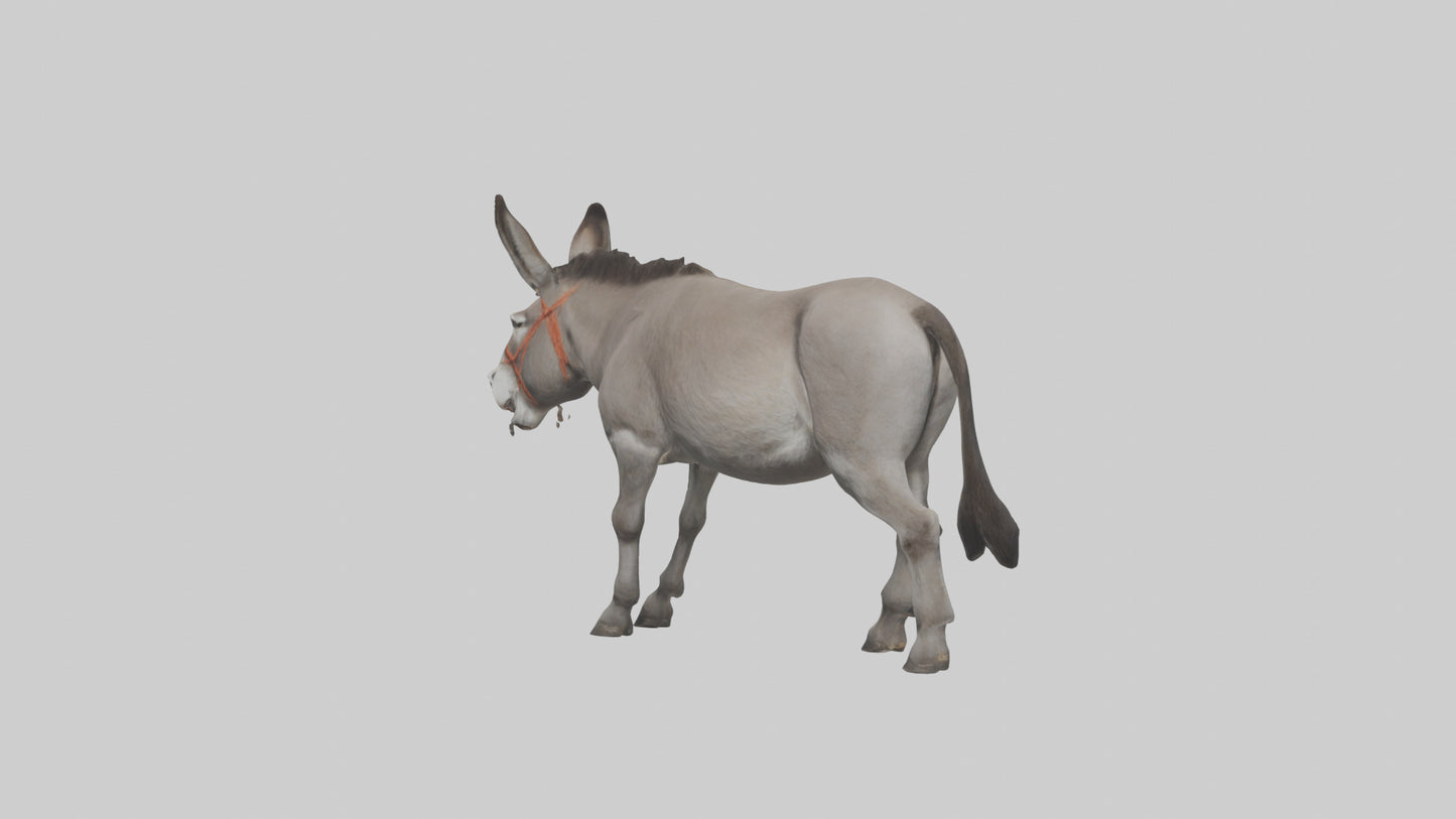 Donkey braying model 3D model