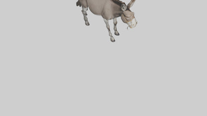 Donkey braying model 3D model
