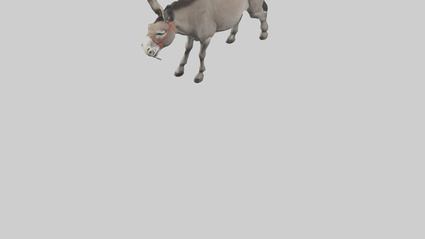 Donkey braying model 3D model