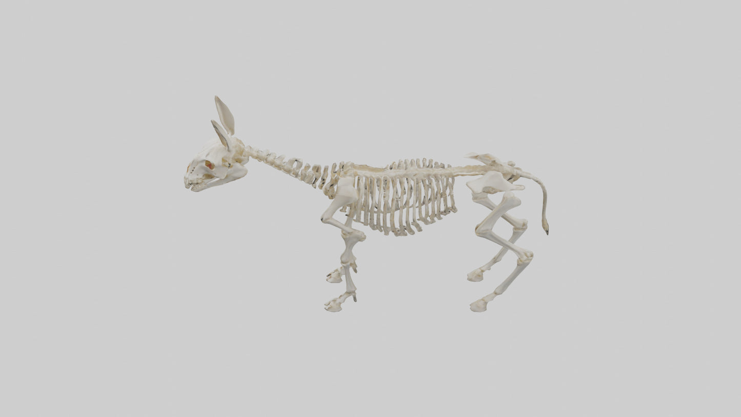 Donkey Skeleton model 3D model