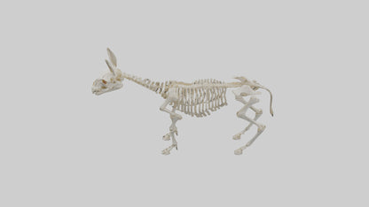 Donkey Skeleton model 3D model