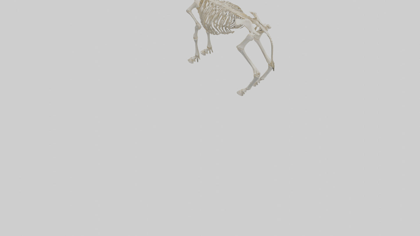 Donkey Skeleton model 3D model
