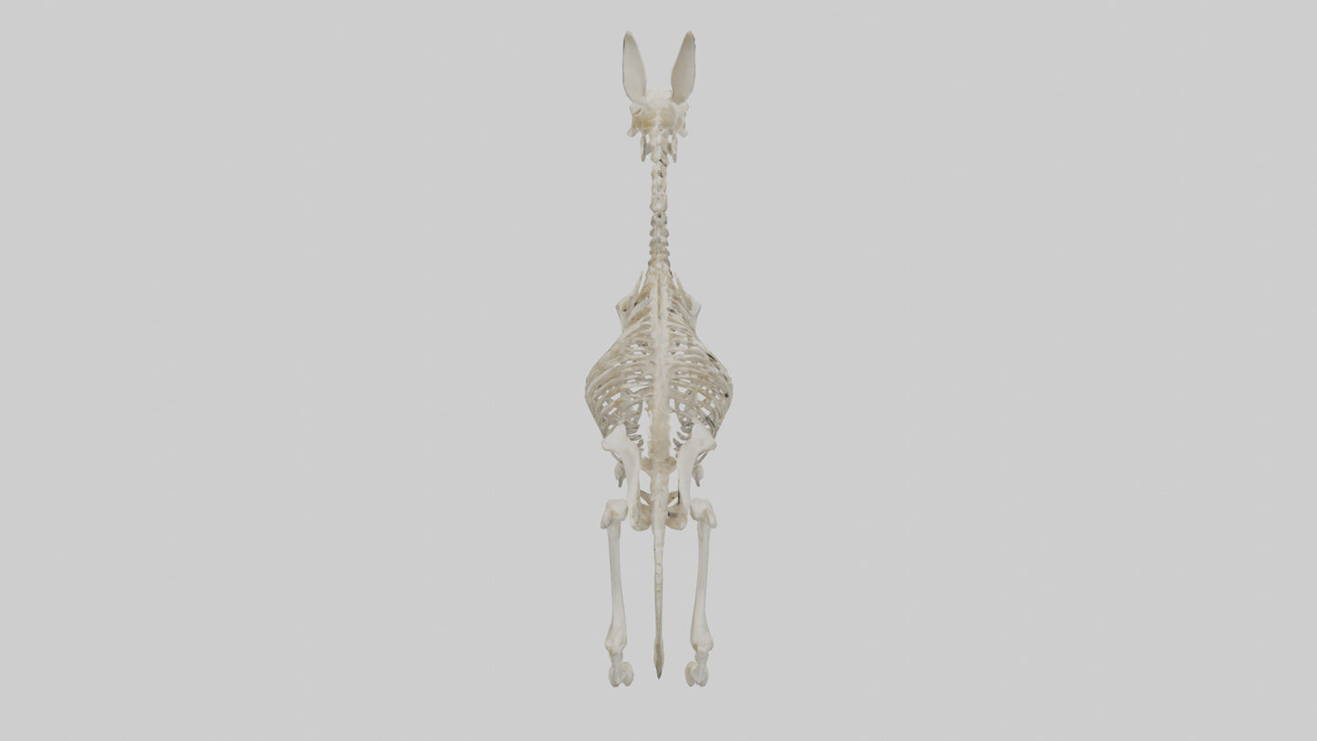 Donkey Skeleton model 3D model
