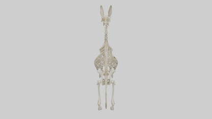 Donkey Skeleton model 3D model