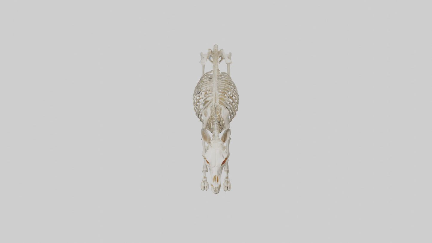 Donkey Skeleton model 3D model