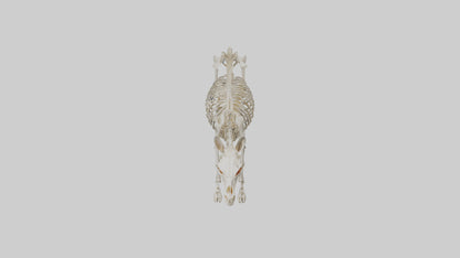 Donkey Skeleton model 3D model