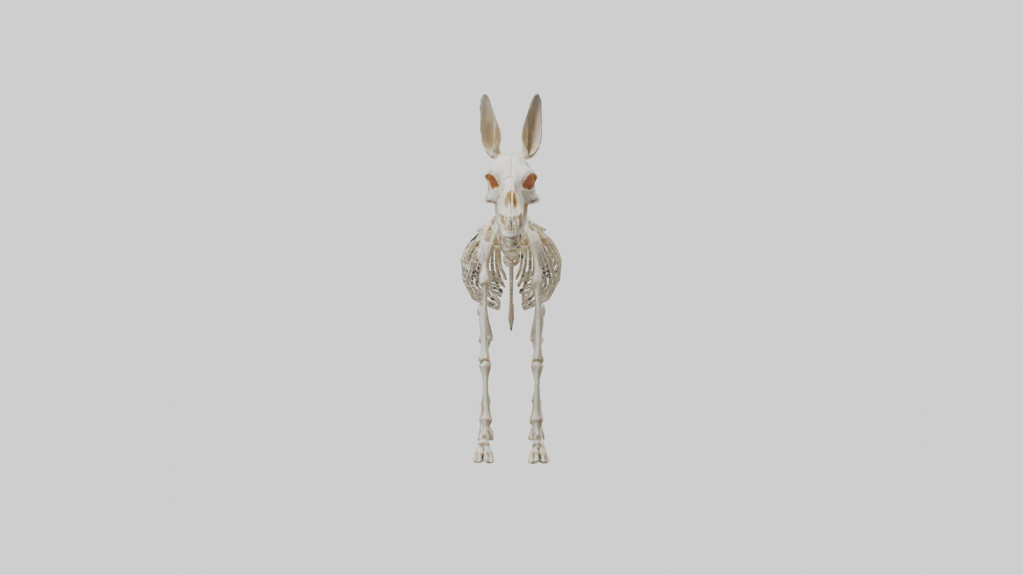Donkey Skeleton model 3D model