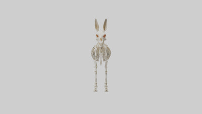 Donkey Skeleton model 3D model