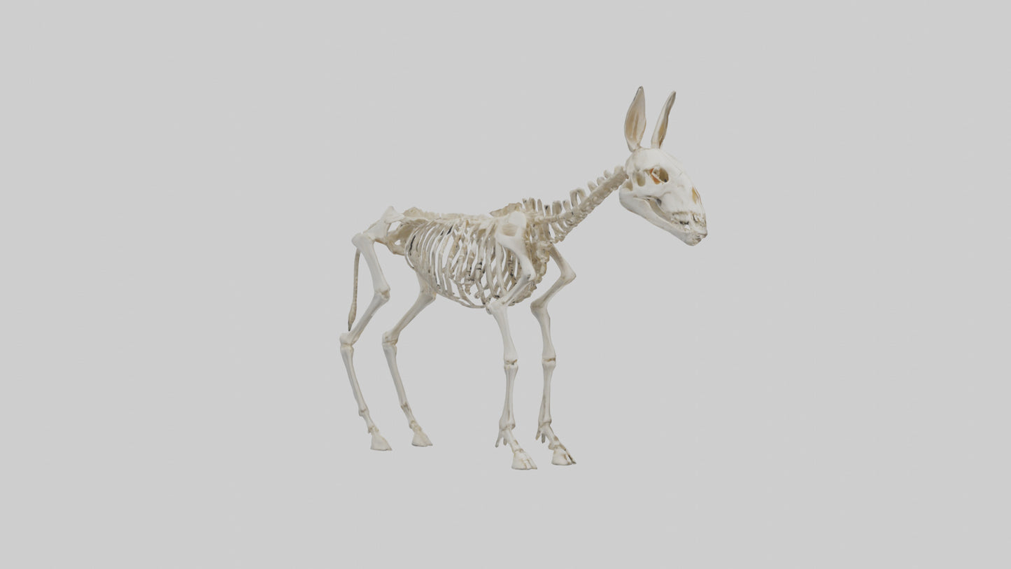 Donkey Skeleton model 3D model