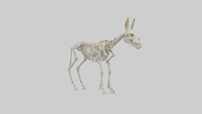 Donkey Skeleton model 3D model