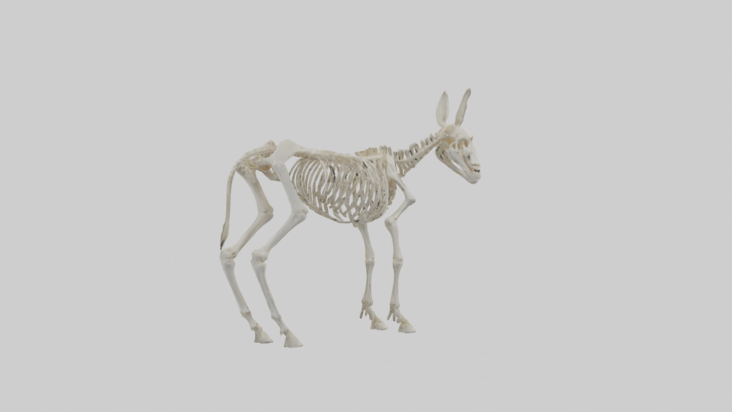 Donkey Skeleton model 3D model