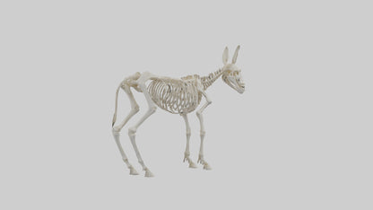Donkey Skeleton model 3D model