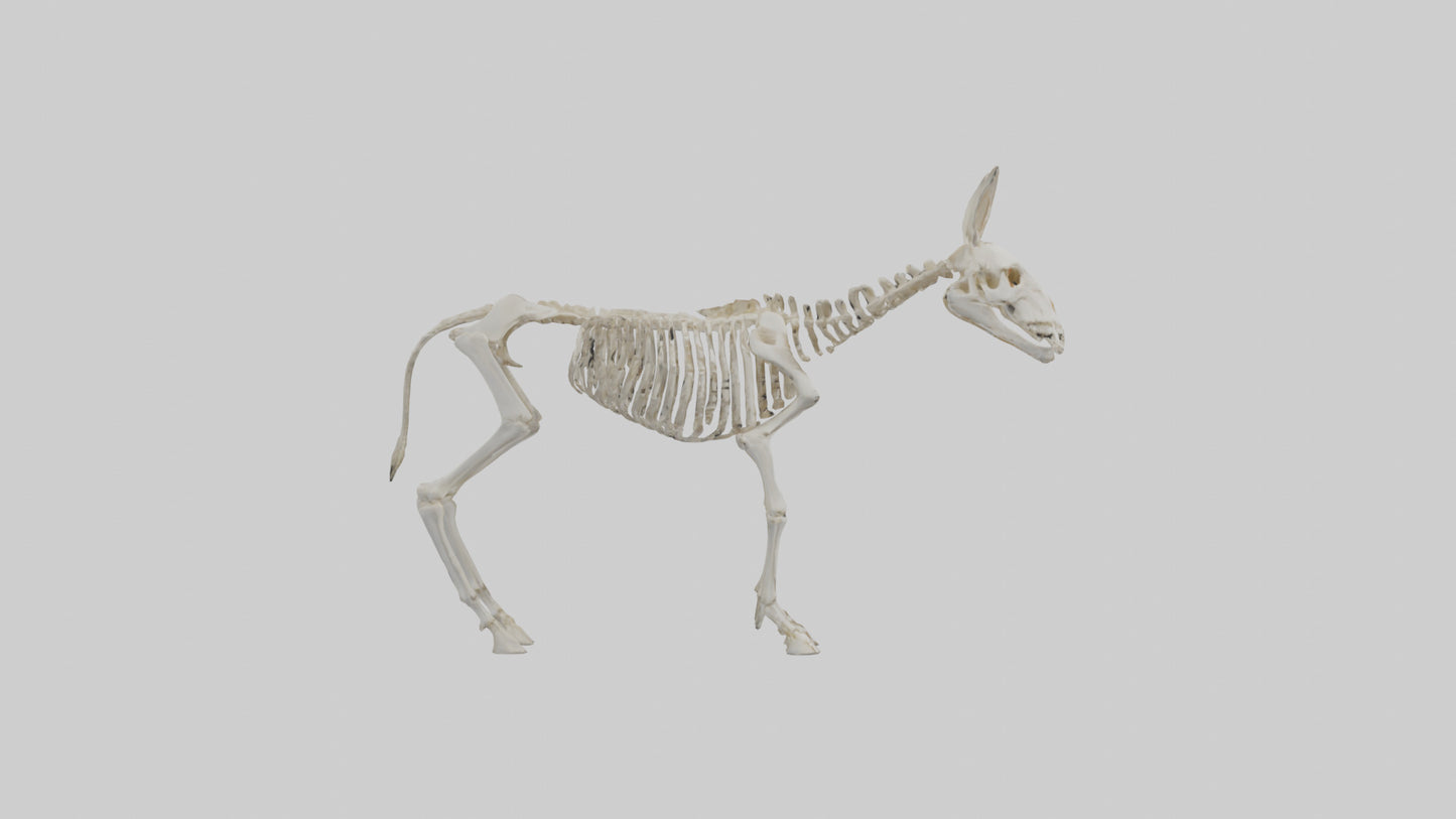 Donkey Skeleton model 3D model