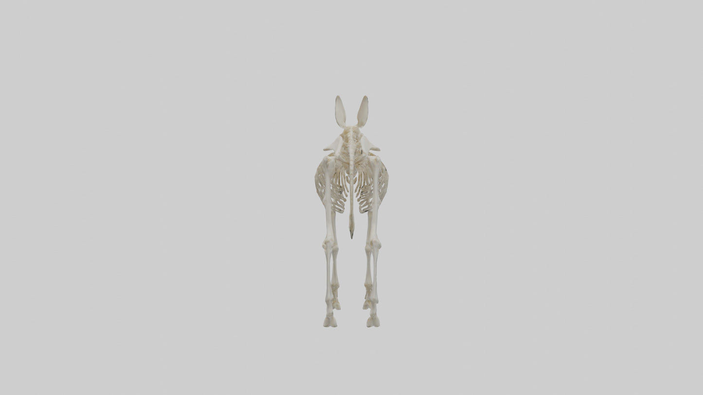 Donkey Skeleton model 3D model