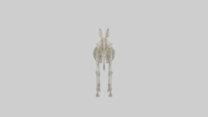 Donkey Skeleton model 3D model