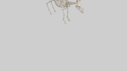 Donkey Skeleton model 3D model