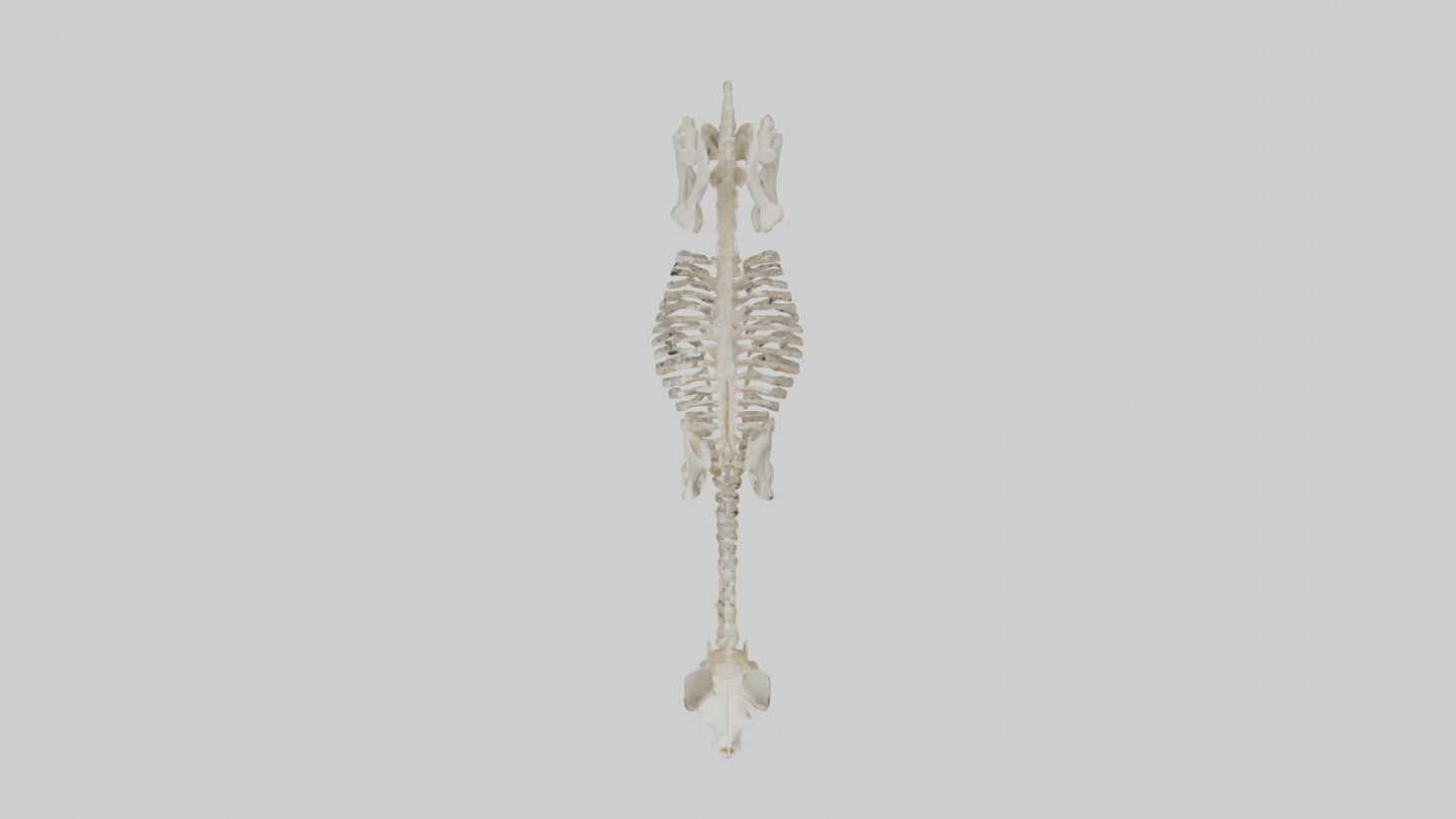 Donkey Skeleton model 3D model