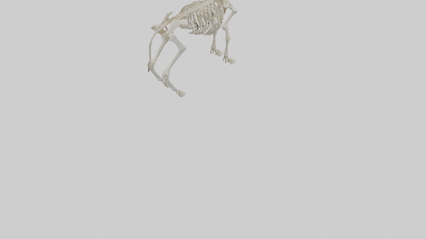 Donkey Skeleton model 3D model