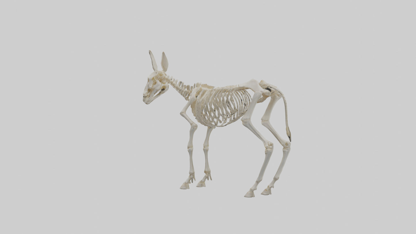 Donkey Skeleton model 3D model