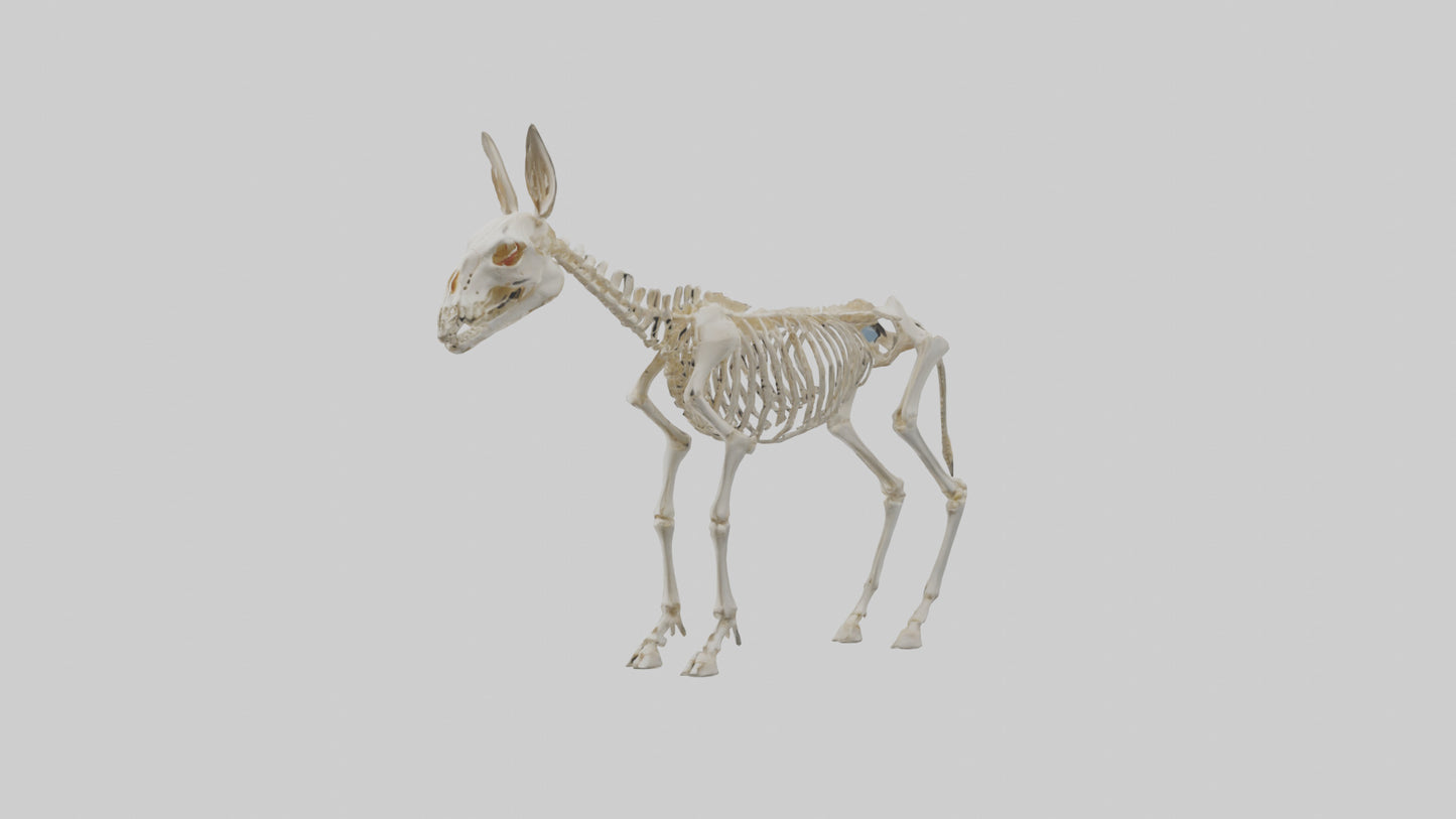 Donkey Skeleton model 3D model