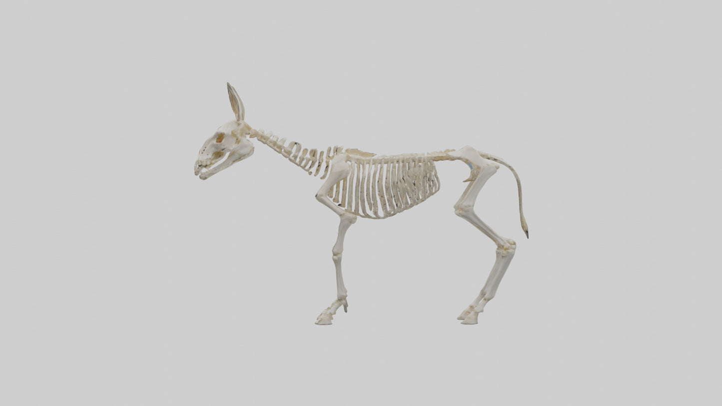 Donkey Skeleton model 3D model