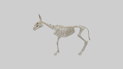 Donkey Skeleton model 3D model