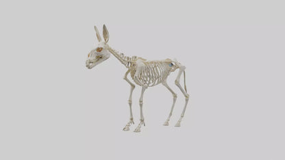 Donkey Skeleton model 3D model