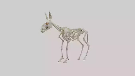 Donkey Skeleton model 3D model
