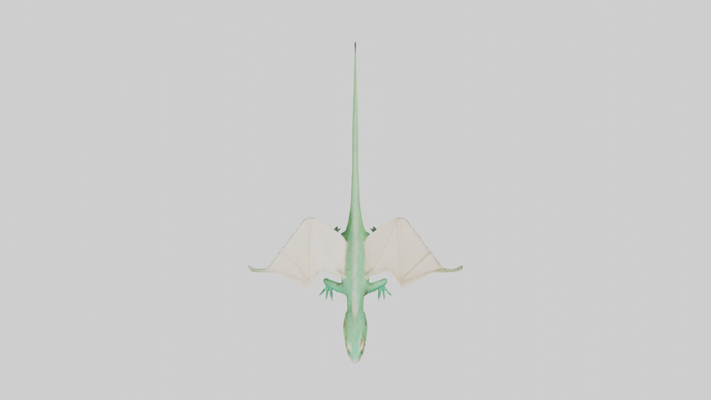 Draco Lizard gliding model VR / AR / low-poly