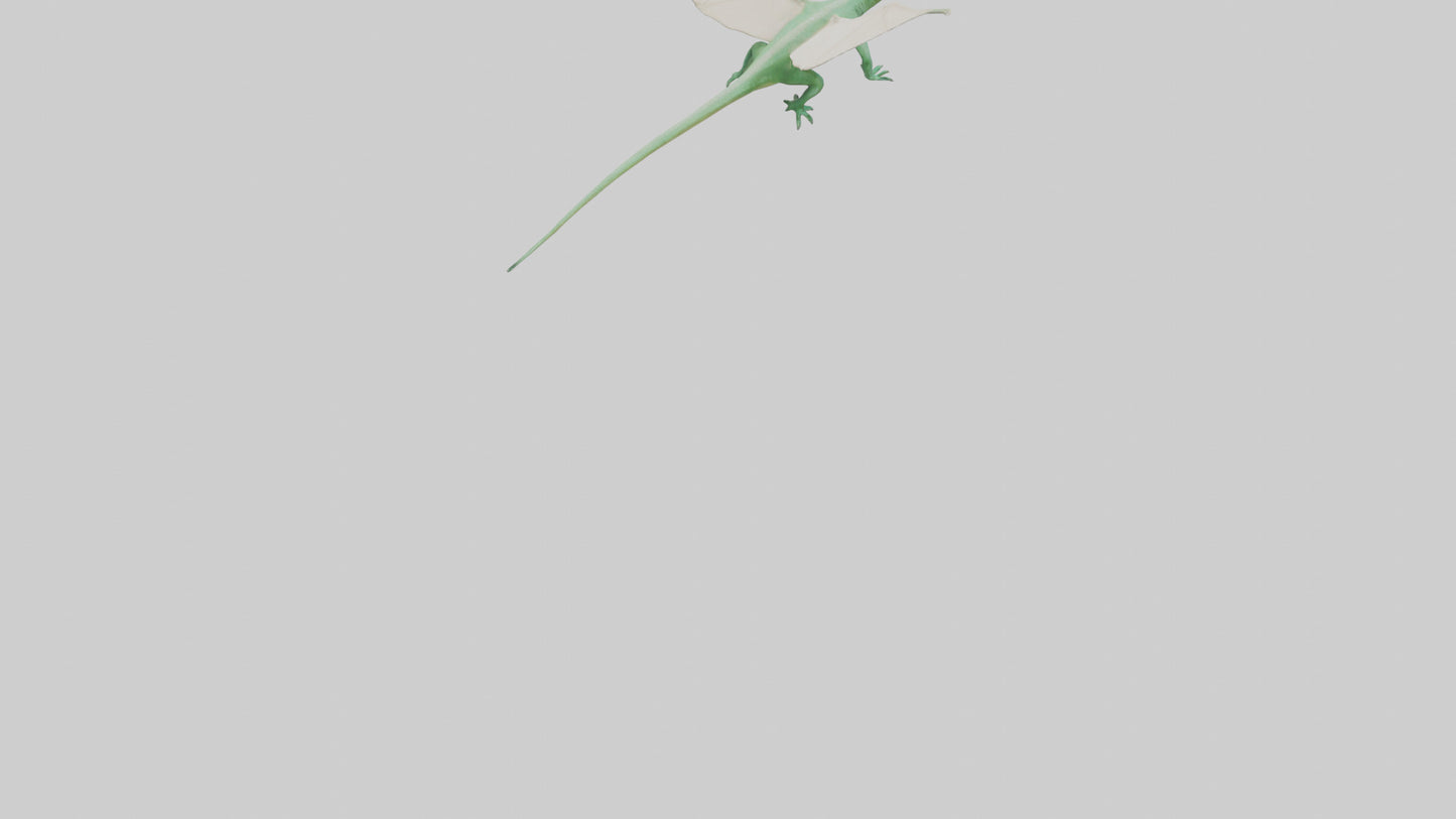 Draco Lizard gliding model VR / AR / low-poly