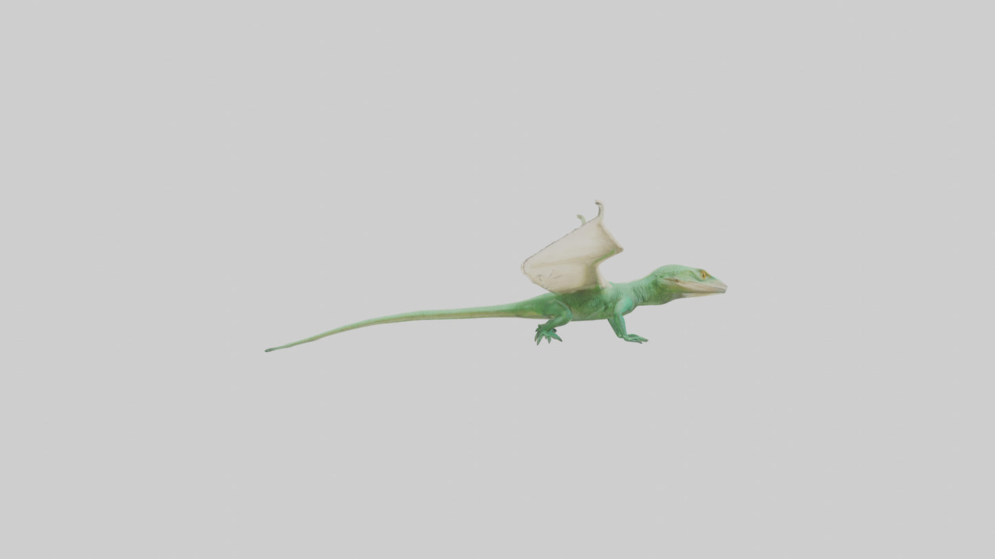 Draco Lizard gliding model VR / AR / low-poly