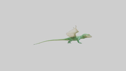 Draco Lizard gliding model VR / AR / low-poly