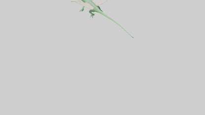 Draco Lizard gliding model VR / AR / low-poly