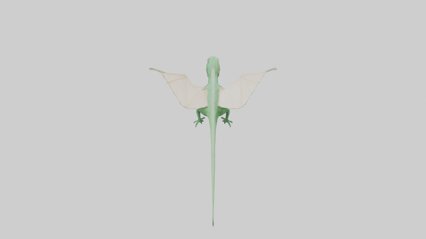 Draco Lizard gliding model VR / AR / low-poly