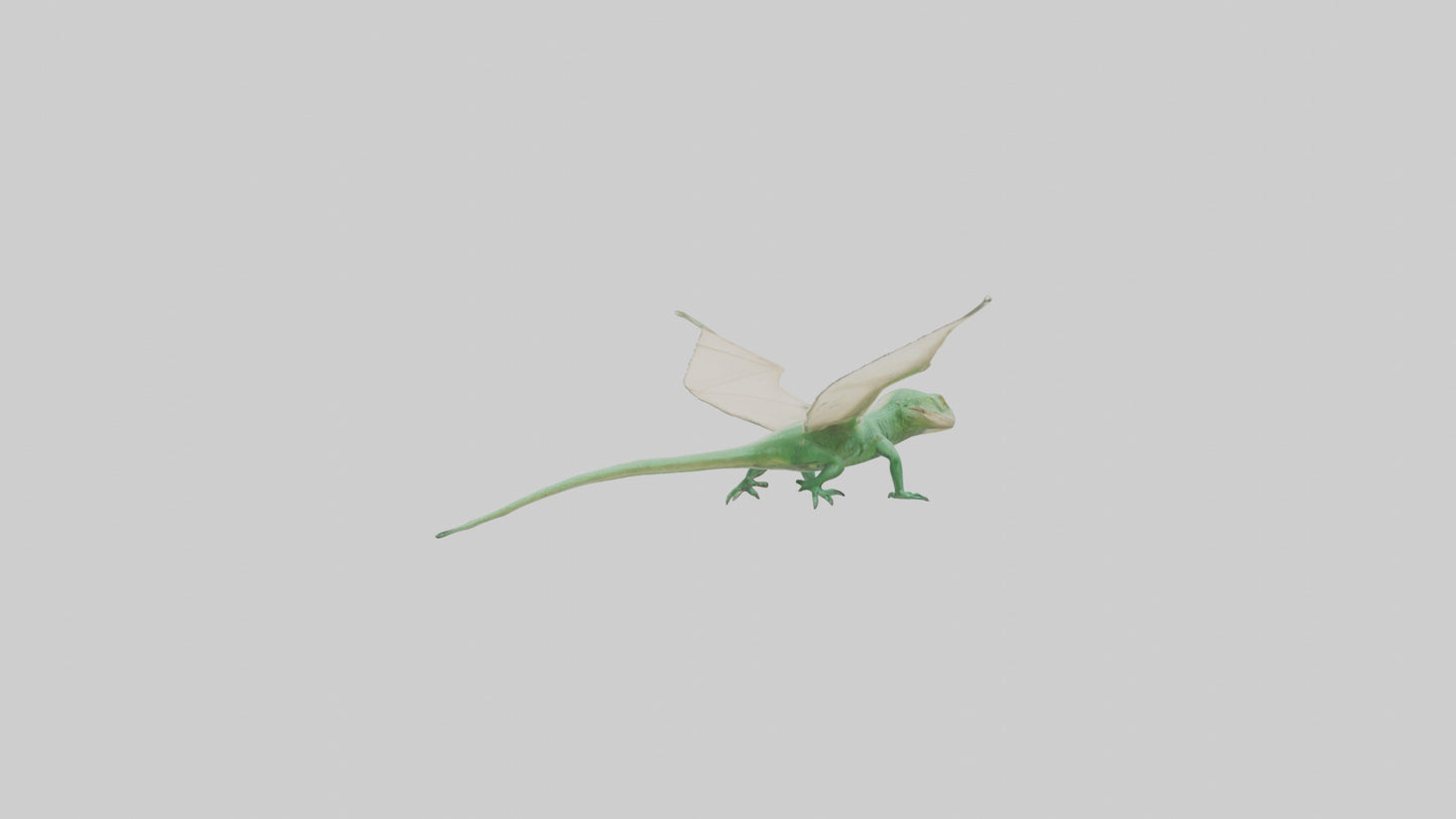 Draco Lizard gliding model VR / AR / low-poly