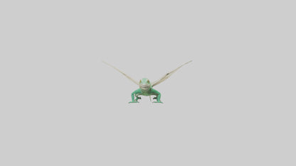 Draco Lizard gliding model VR / AR / low-poly