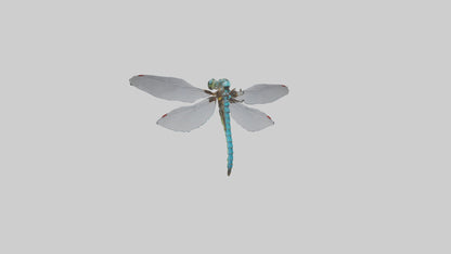 Dragonfly Body 3D model